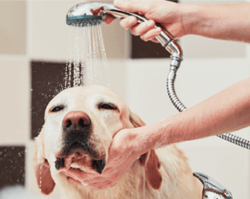 犬にシャワーしている写真